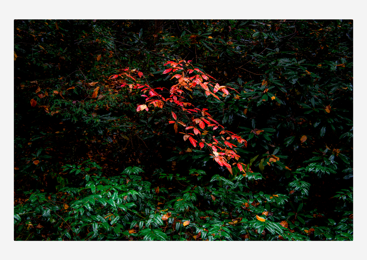 Landscape calendar (2026)